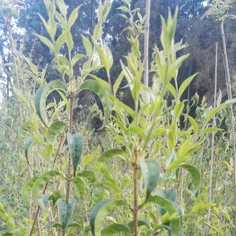 攀崖茶/天赐润茶