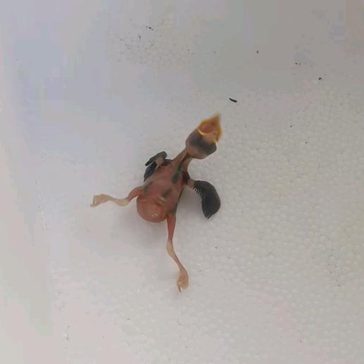 一只小鸟的故事
