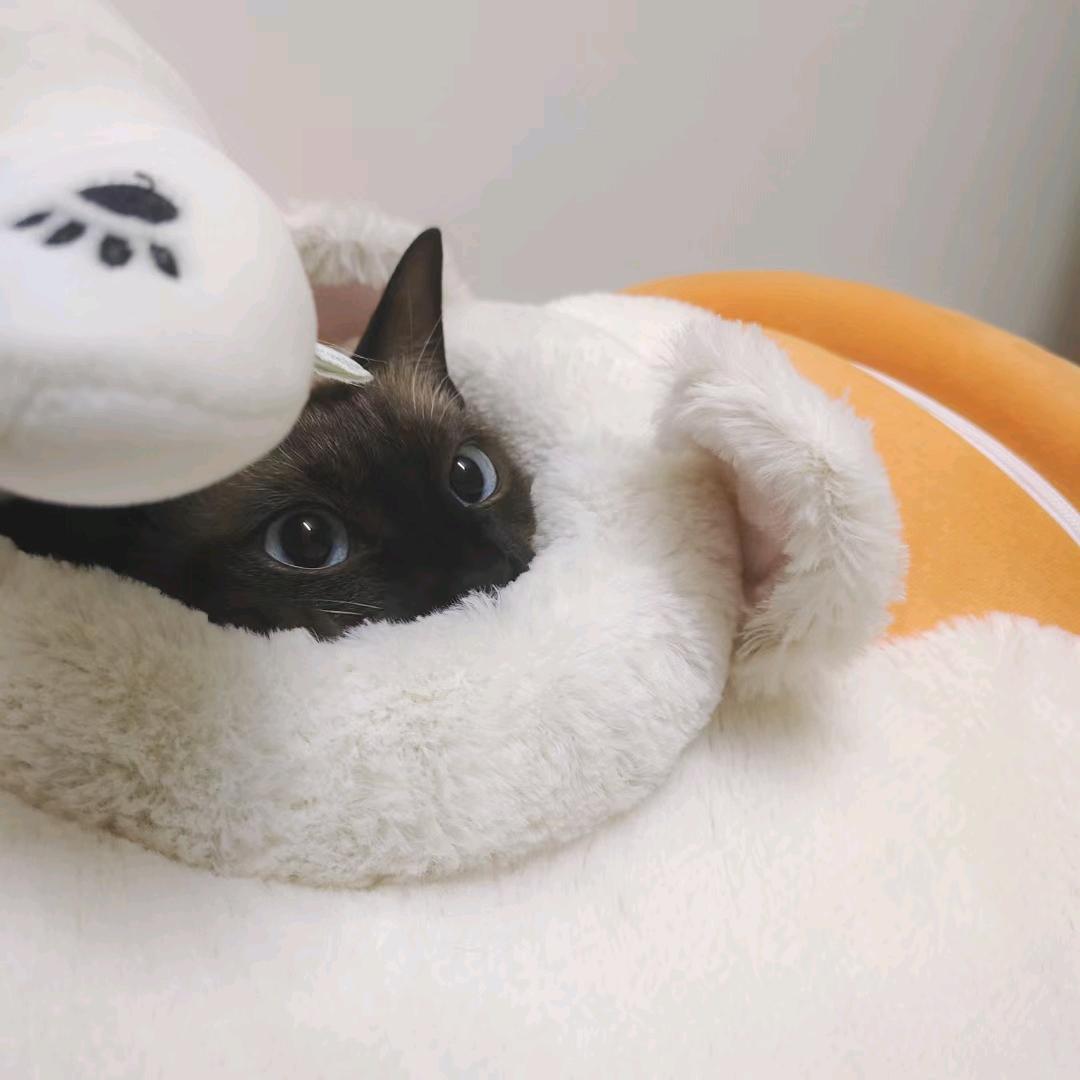 我是正经猫