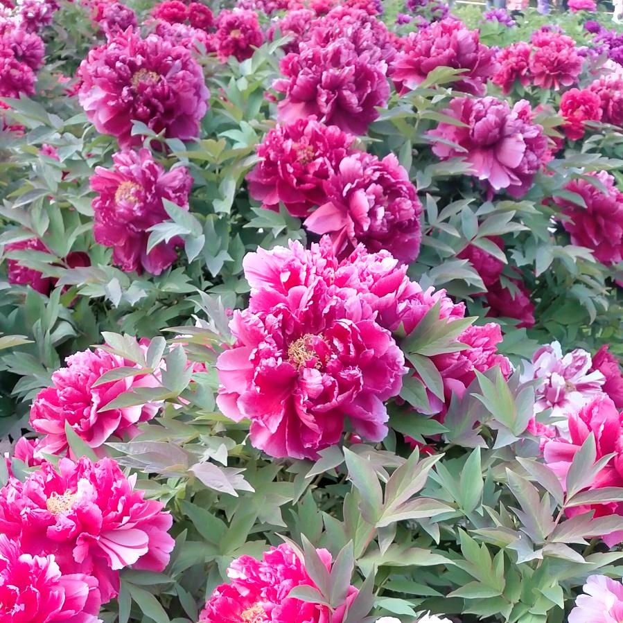 🍎平安❤是福🌹