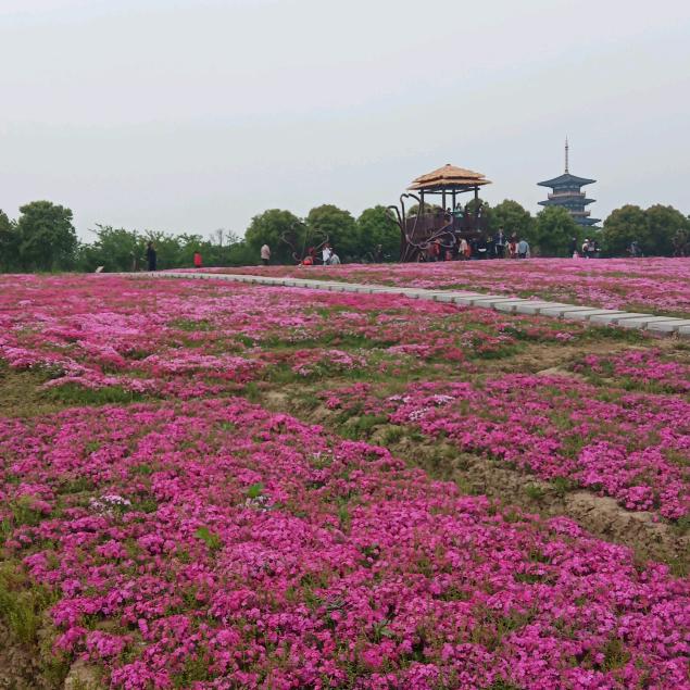 花。
