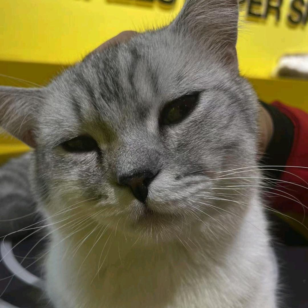 爪爪开花