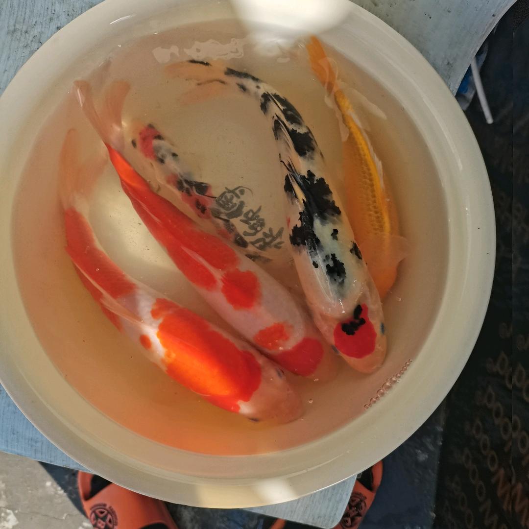 锦汇园林景观设计与面料咨询