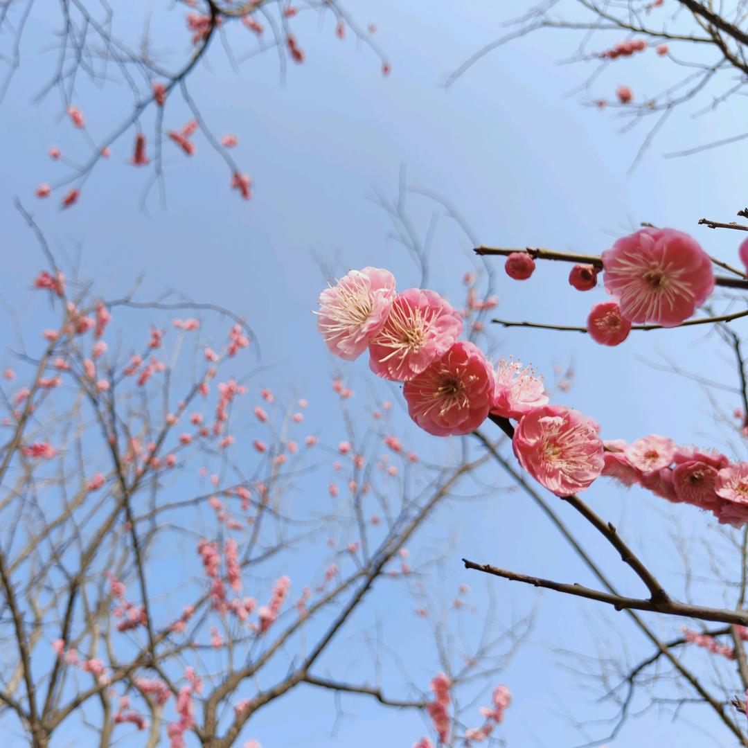 不精致的猪猪女         孩吧