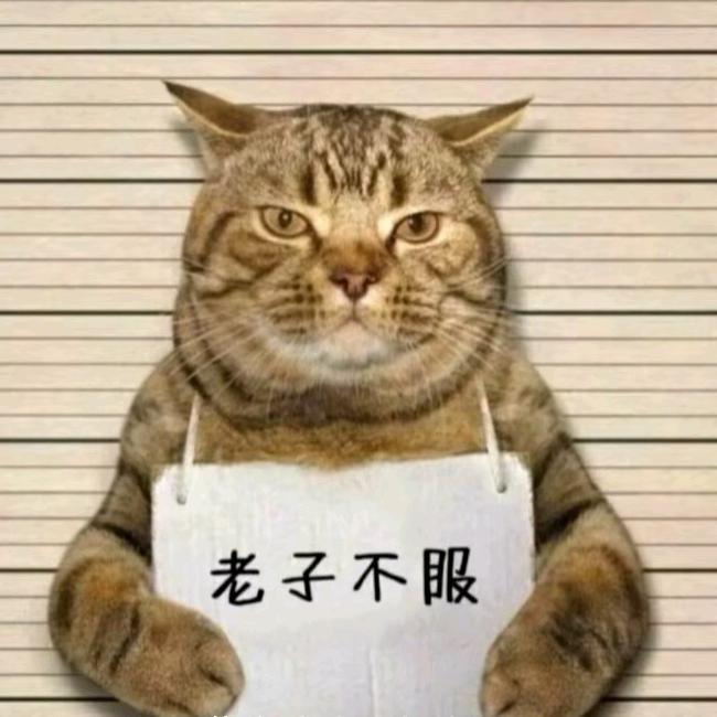 树上有只猫