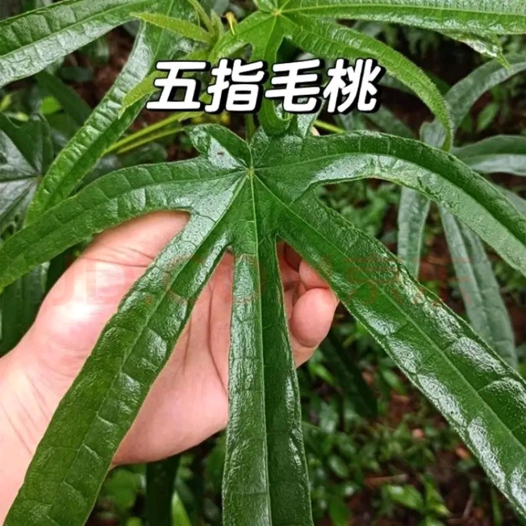 农村大山土特产（阿八弟）