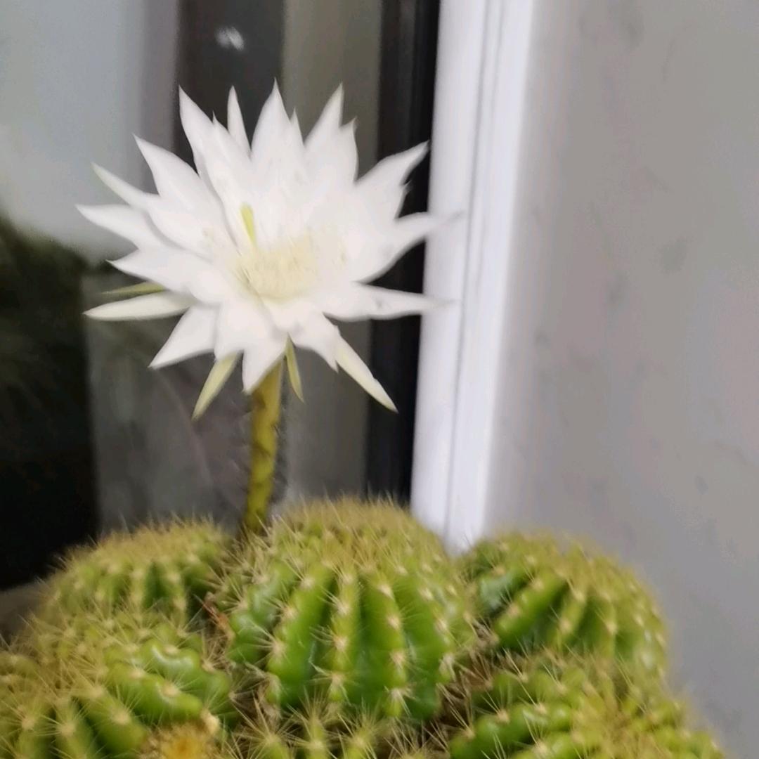 用户吉林雨中百合