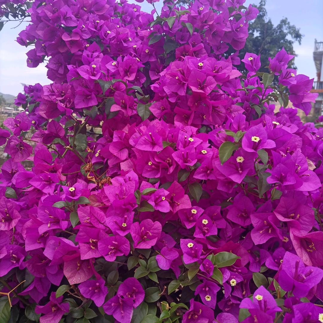 用户5108166251283快乐每一天