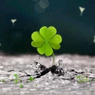 幸运四叶草🍀