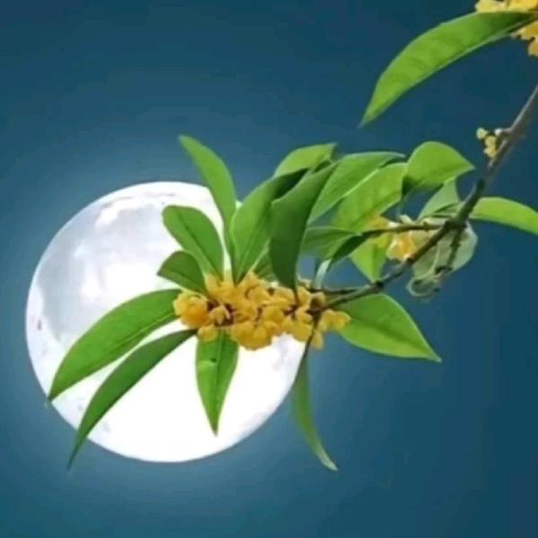 五星红旗