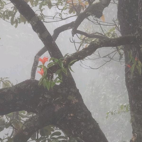 梦幻制茶人