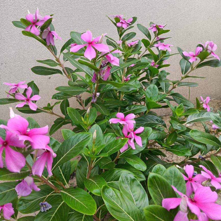 小雅