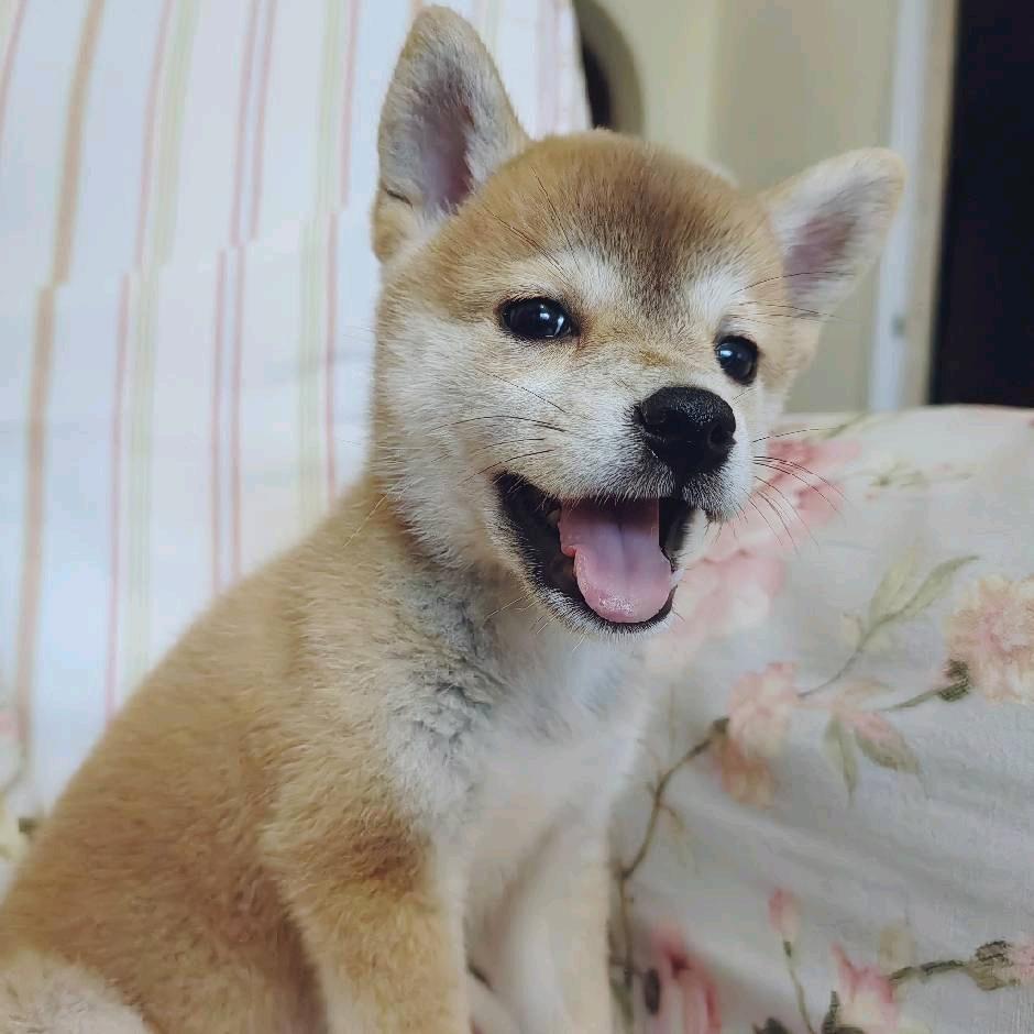 小幸胡