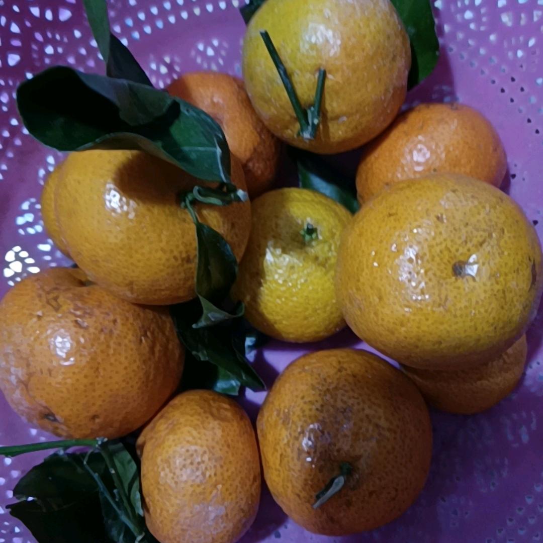 山东苹果(山东浩浩哥爱唱歌早08.10)