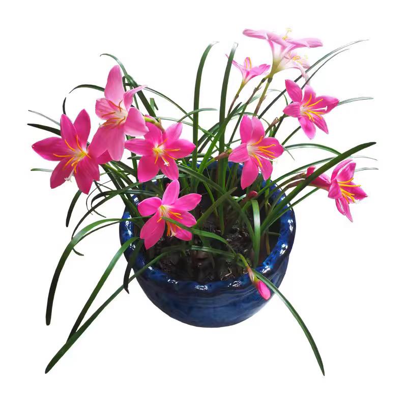 淘选佳好物分享