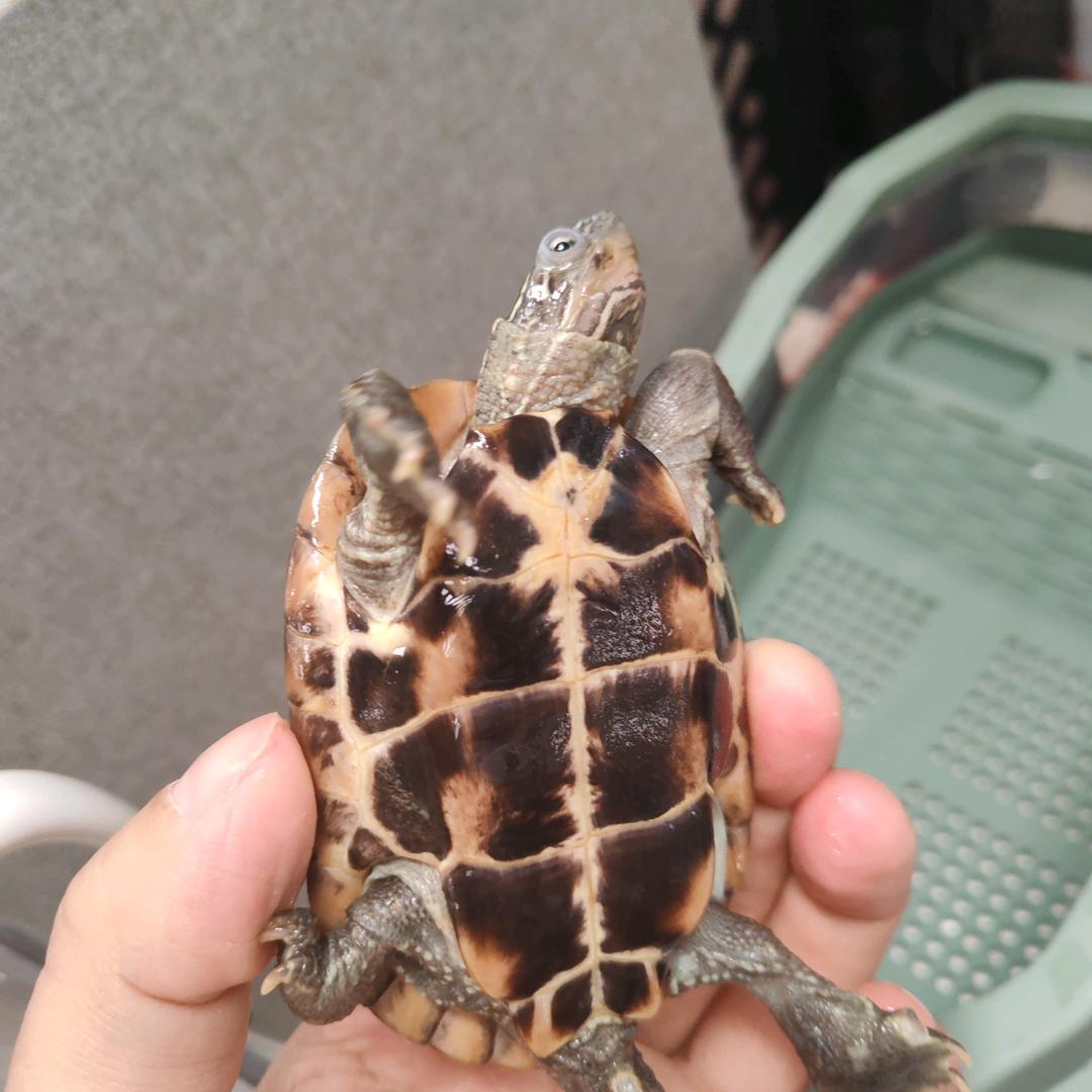 天命辛牛马🐢