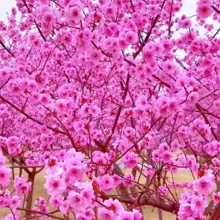 ❤️❤️礼尚往来❤️❤️