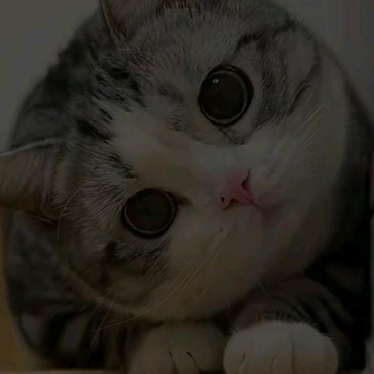 戏曲薇薇