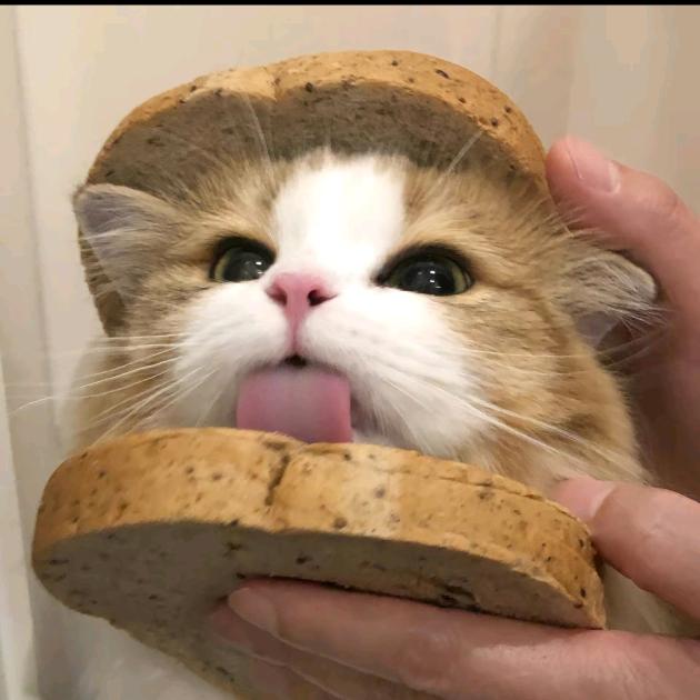 ㅤㅤㅤㅤㅤ