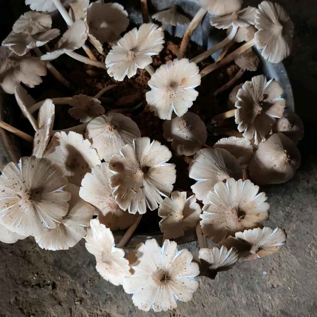 真心一文都不值