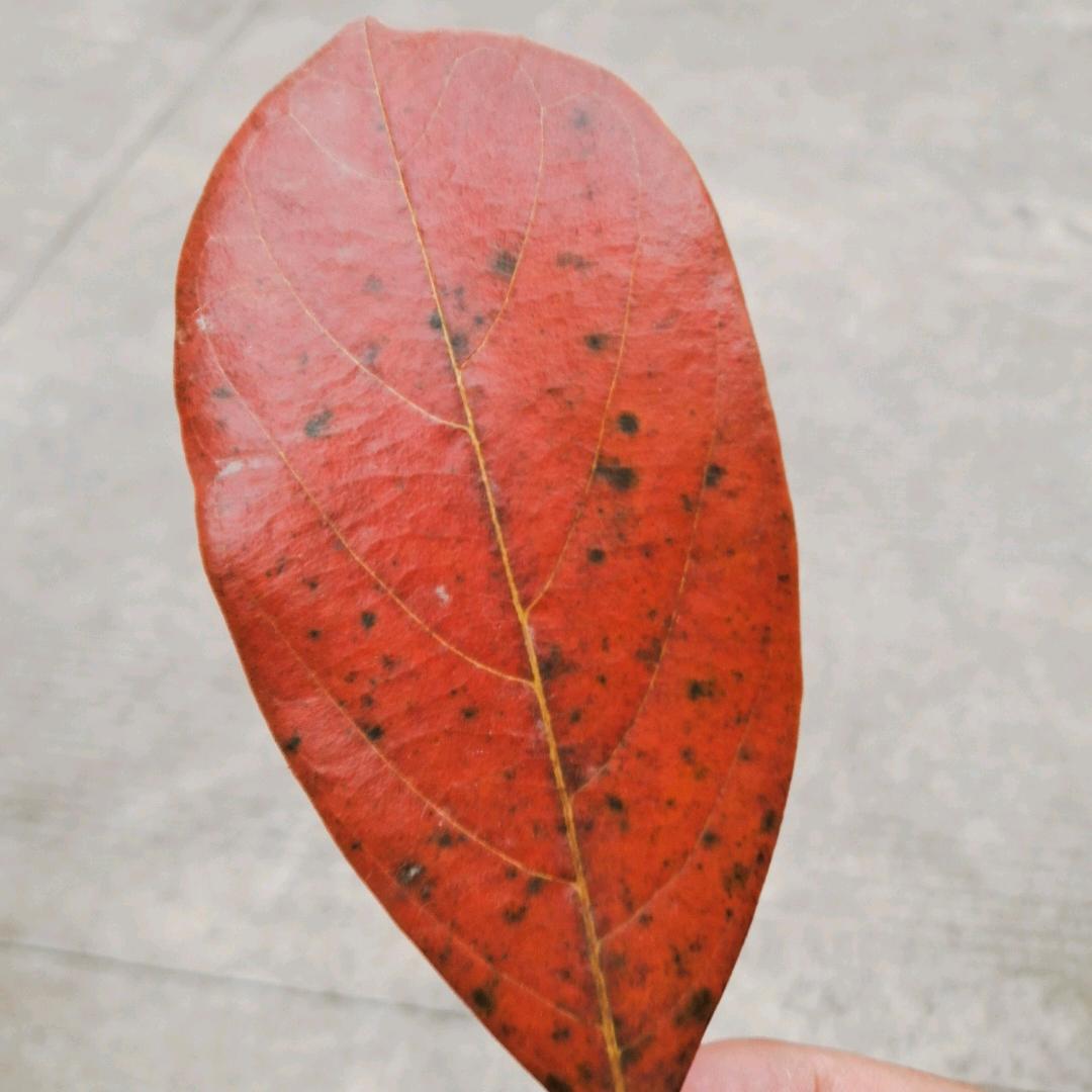 簫