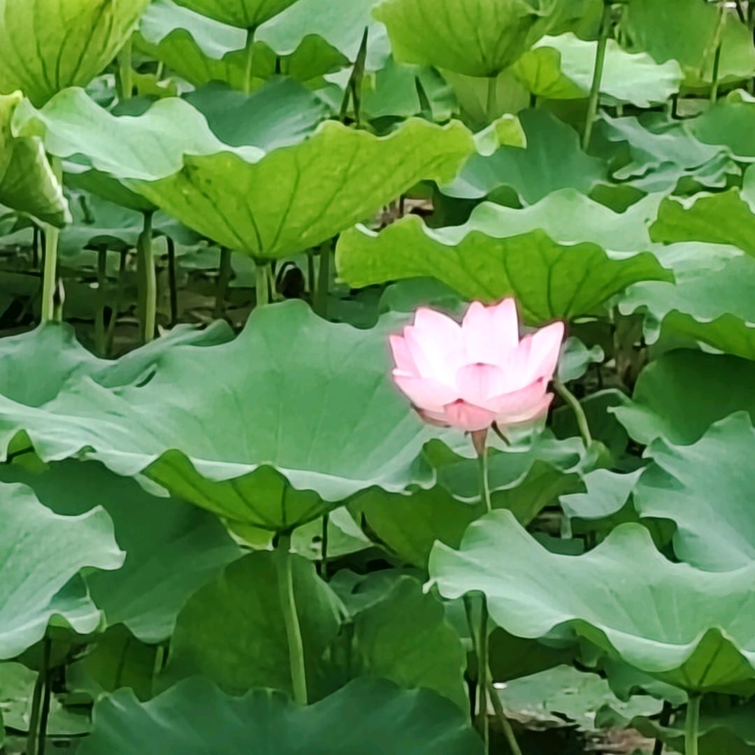 搅屎棍到位