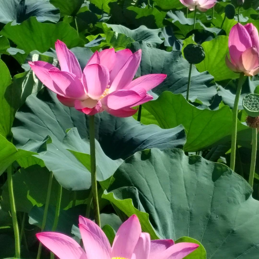 手拉手
