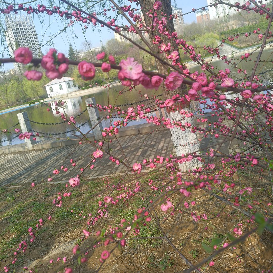 冰凌蔷微女孩