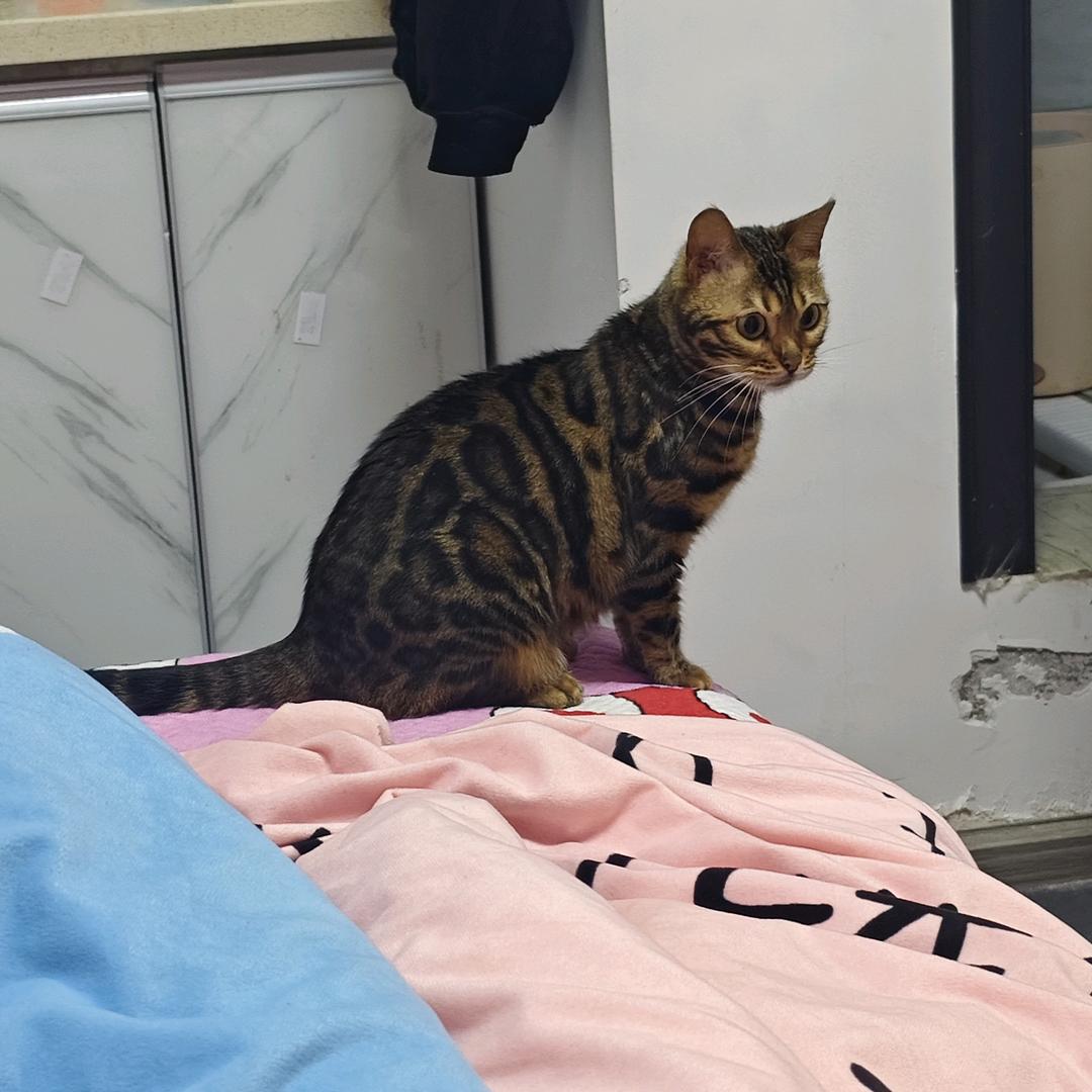 小杜锅