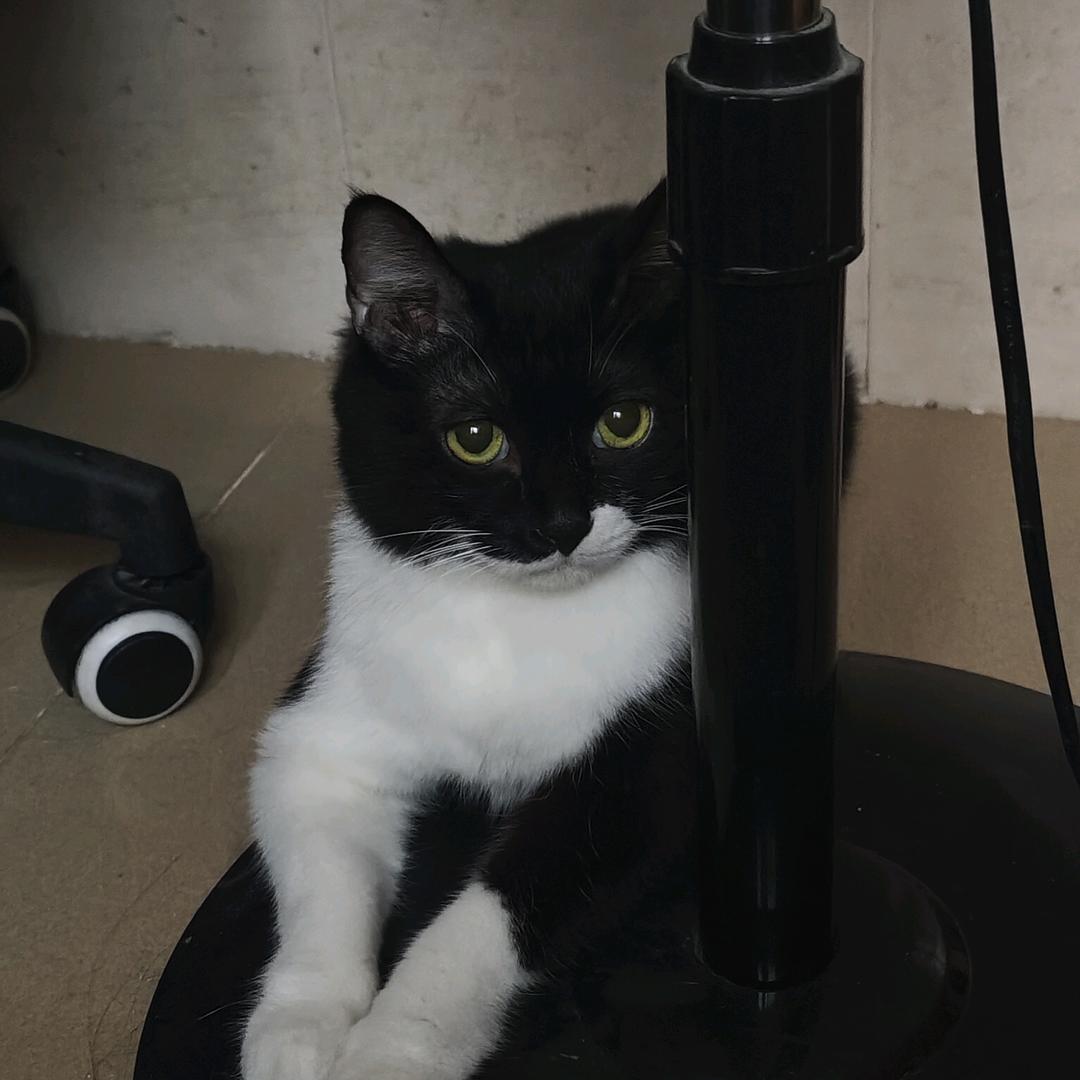 奶茶和喵总很恩爱