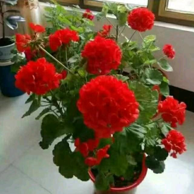 红玫瑰