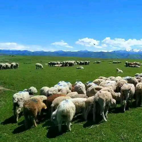 青山绿水牧羊人