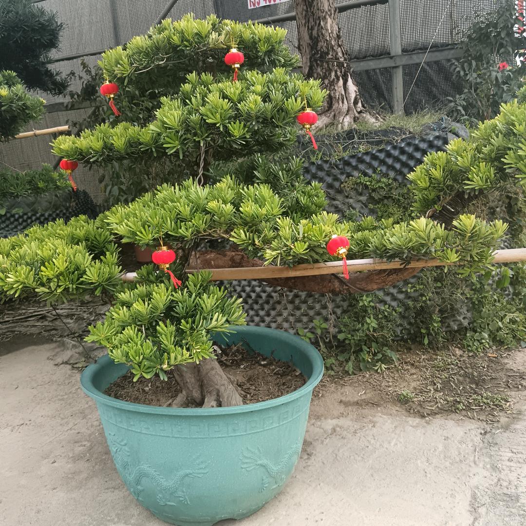 园林胜哥