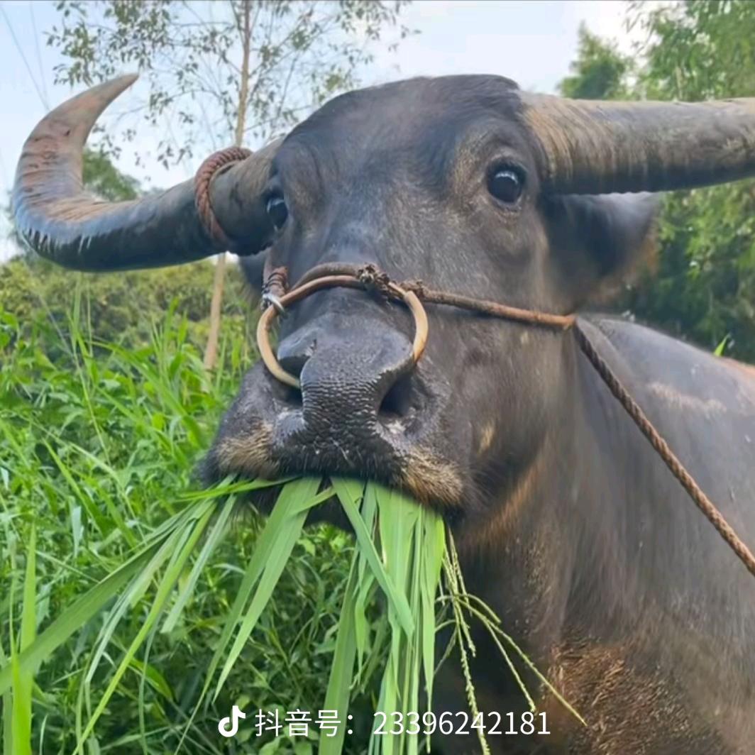 我爱吃草，皮肤好好