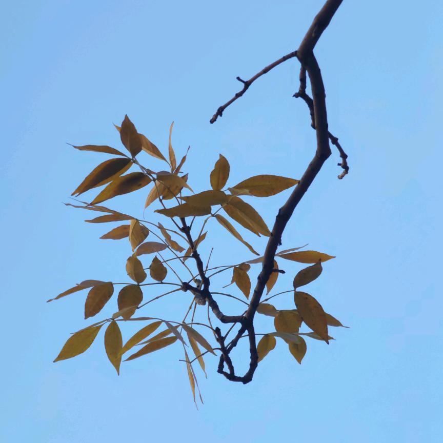 槿
