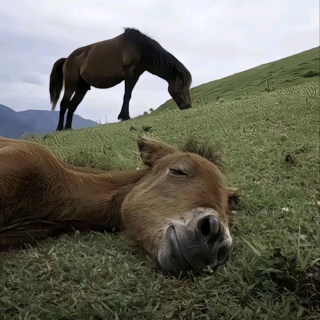 小雨纯绿跑刀丶
