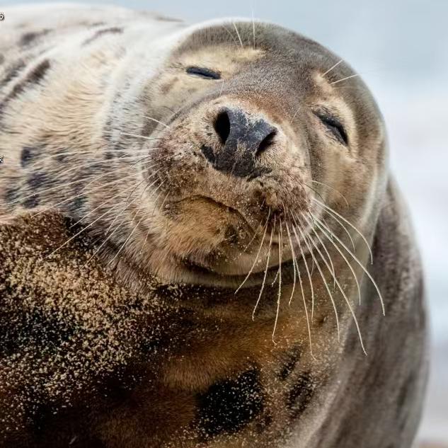 小杨哥卖奥迪大众汽车零件