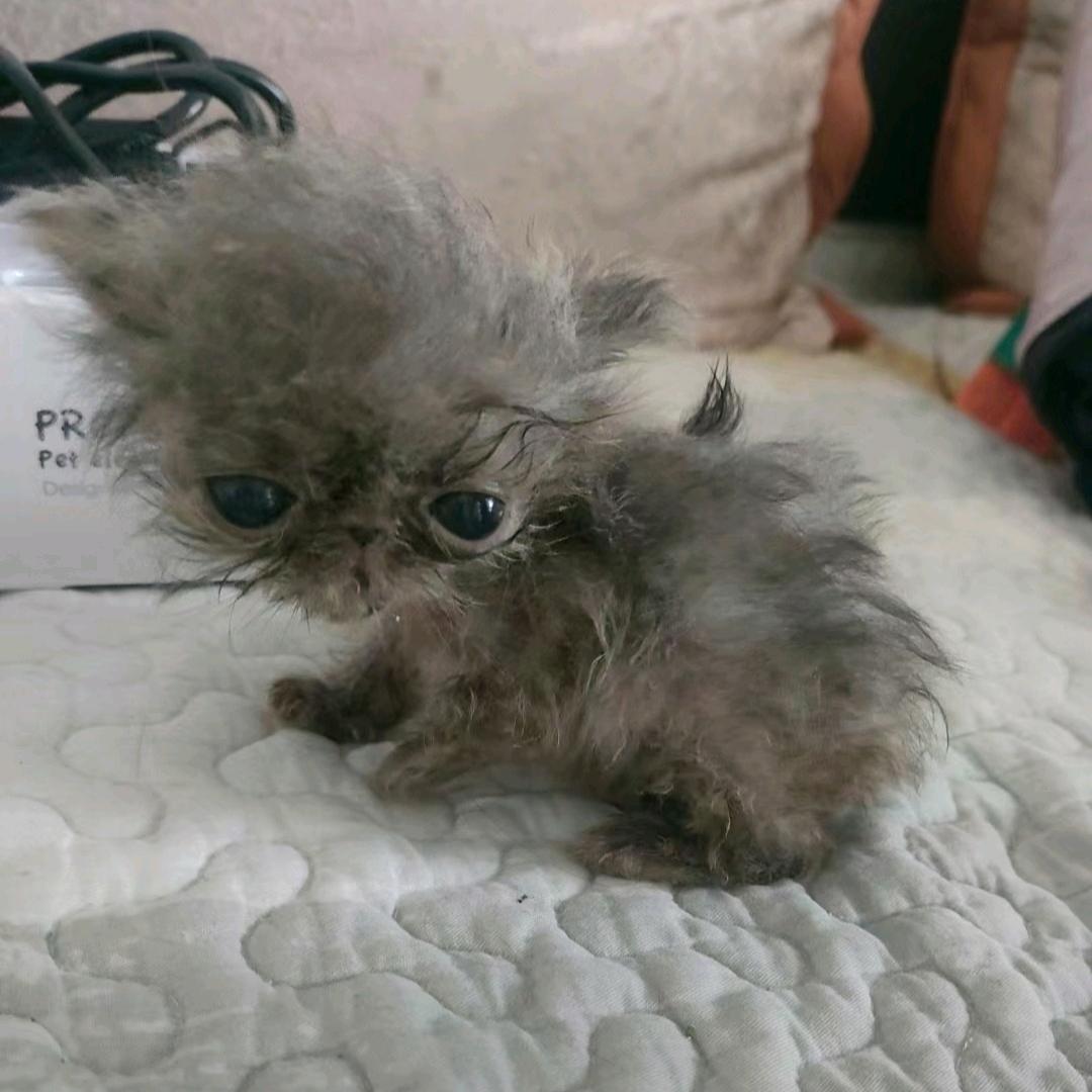 教授