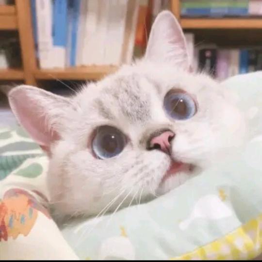 末蓝