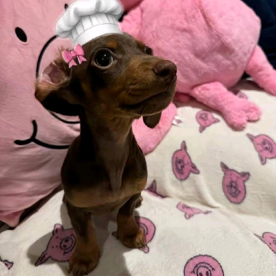 羊肉丸子