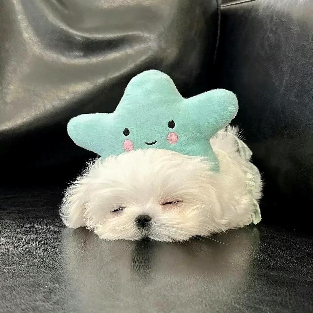 花椒油