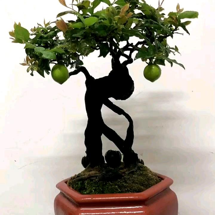 花开富贵发财树