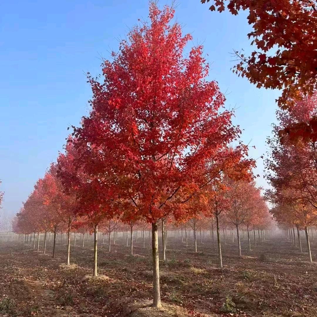 山东临沂浩天园林