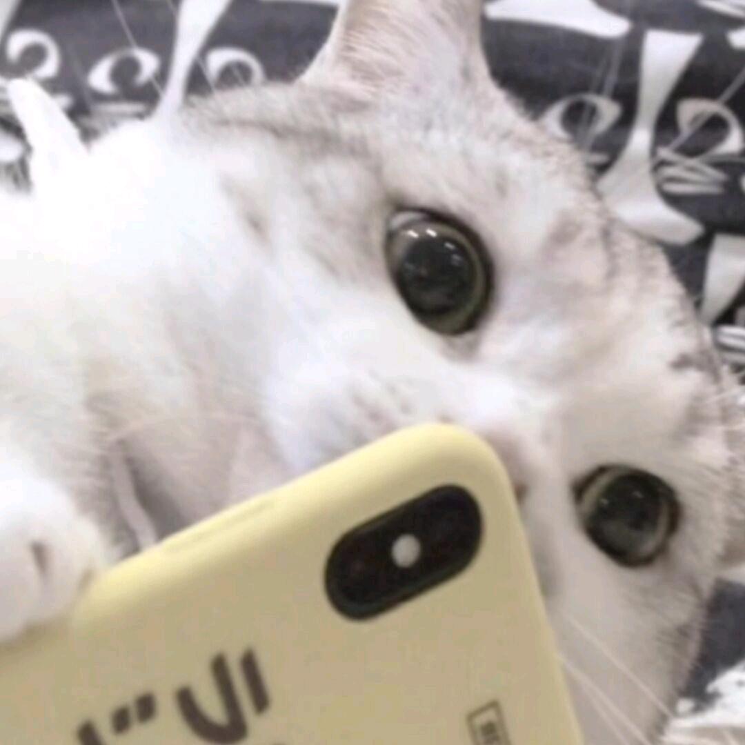 狗库桑