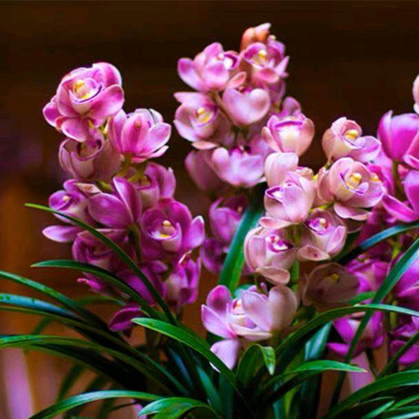 广润花卉