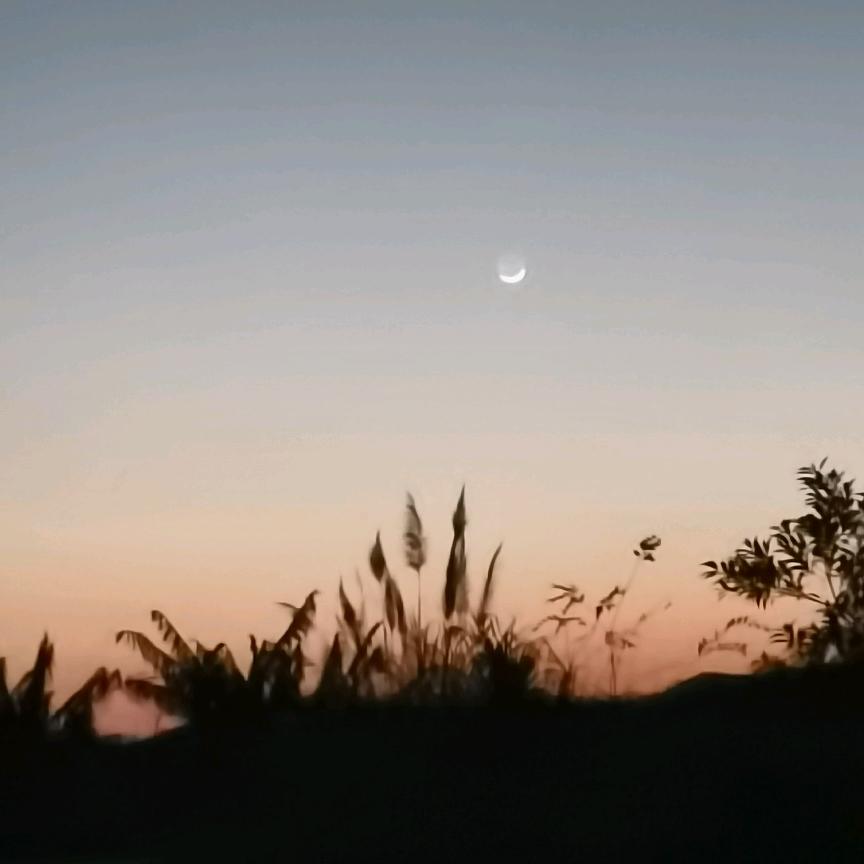三枳小熊