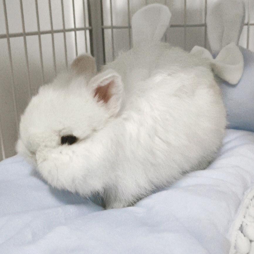 给伟大的斑大人倒酒