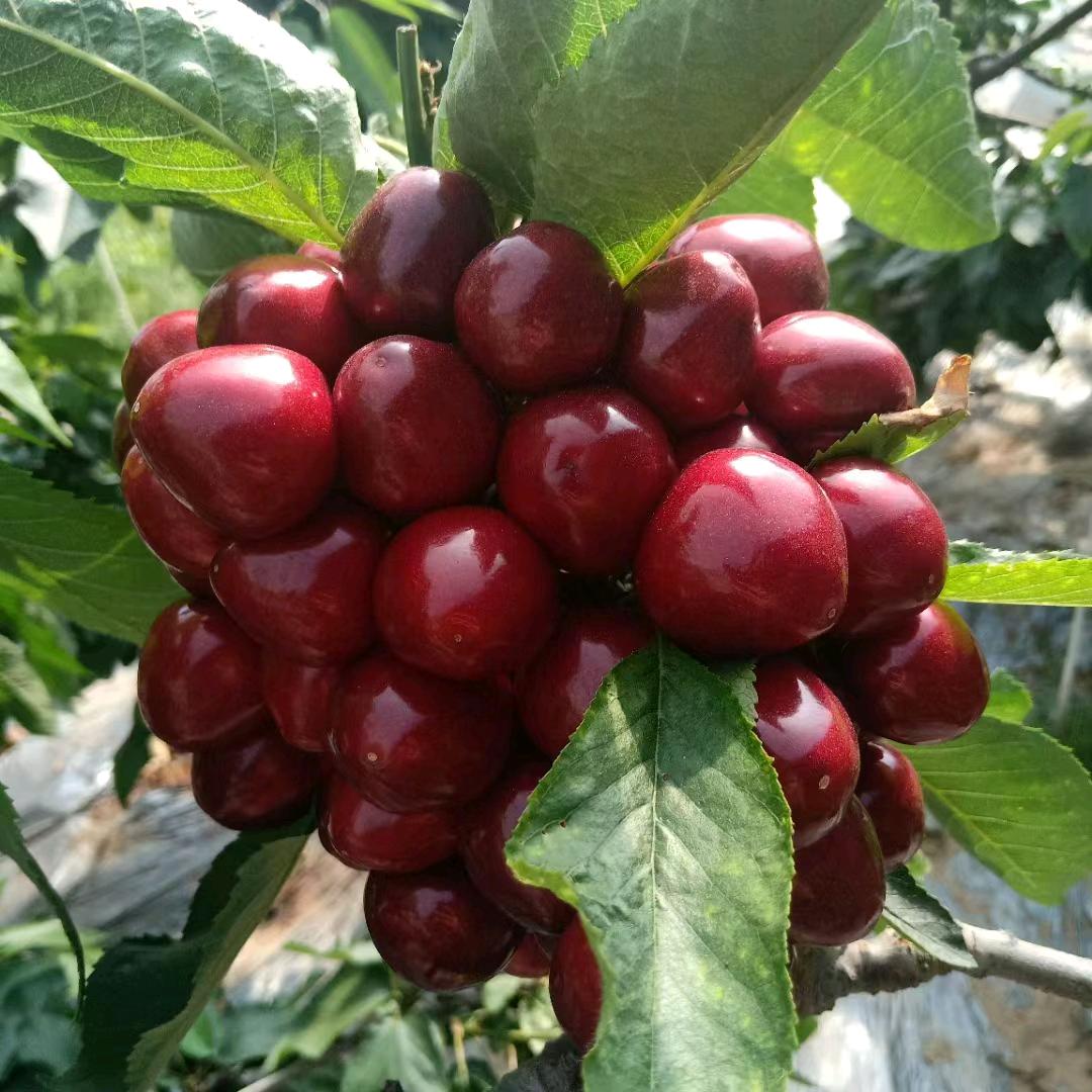 水果源头@虎子姐