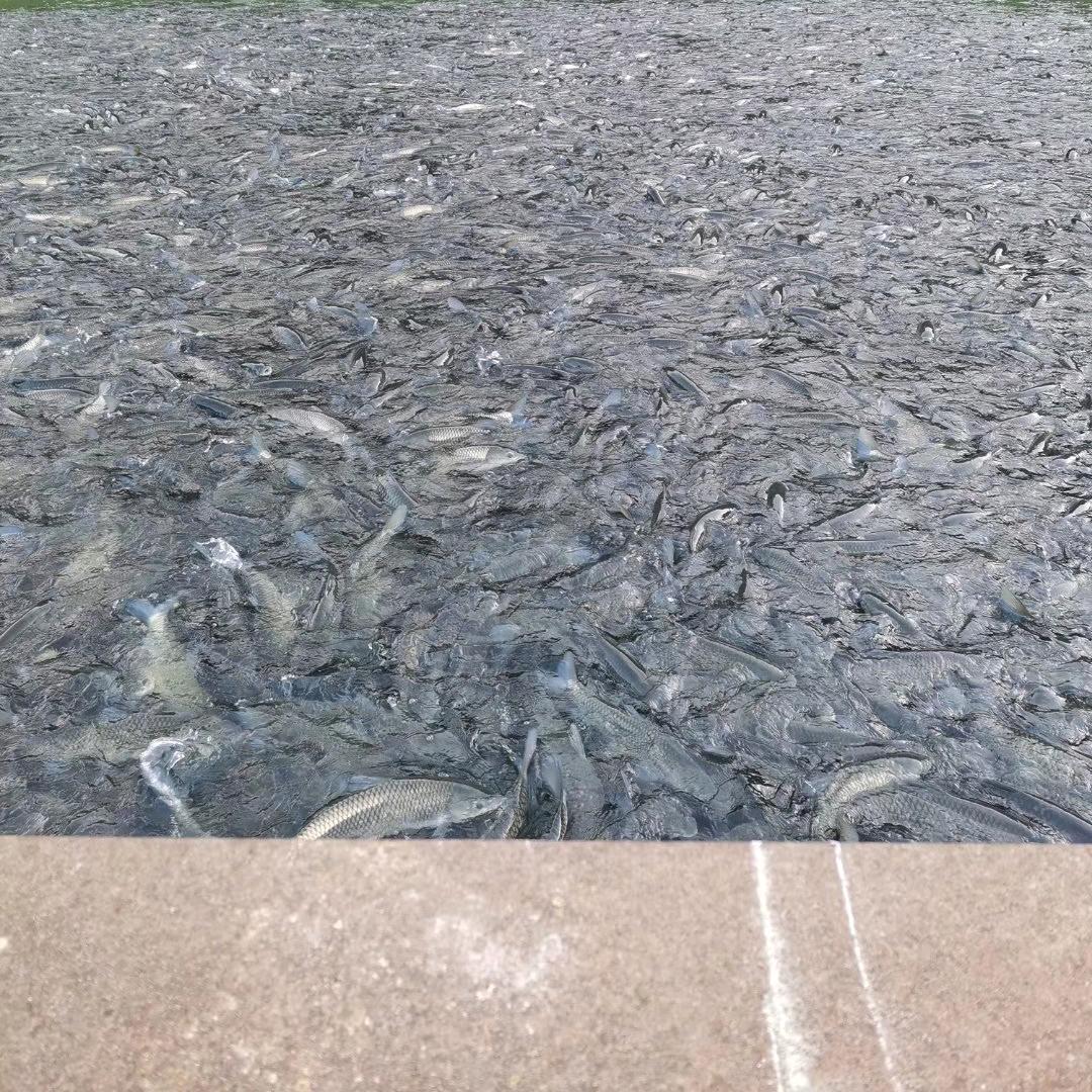 自由自在的飞翔