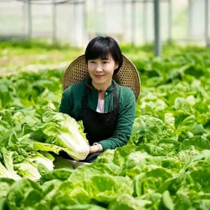 甜心爱种植《商品在橱窗》